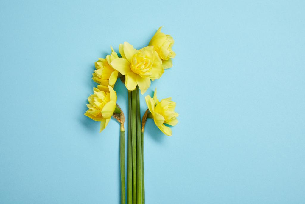 κάτοψη της όμορφης ανθοδέσμης των λουλουδιών νάρκισσος κίτρινο μπλε  - Φωτογραφία, εικόνα