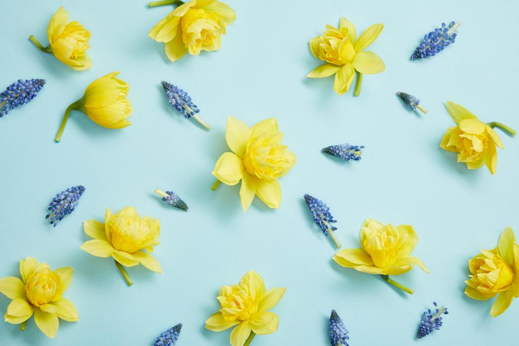 青の背景に黄色の水仙とヒヤシンスの青い花のトップ ビュー - 写真・画像