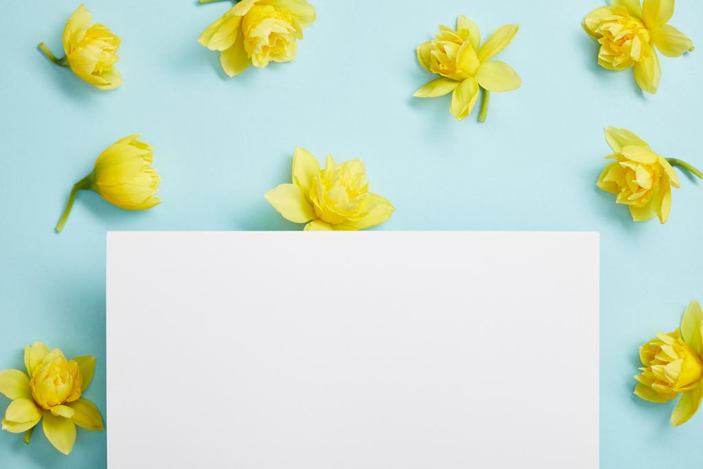 kék alapon sárga nárcisz virág és fehér üres üres felülnézet - Fotó, kép