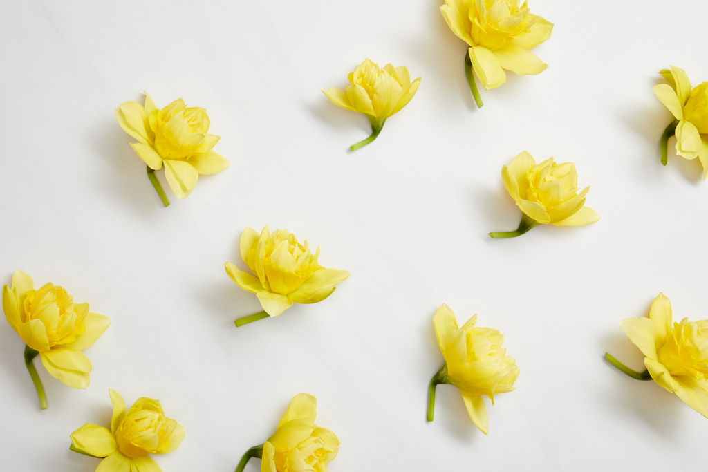 вид зверху на жовті квіти нарцисів на білому
  - Фото, зображення