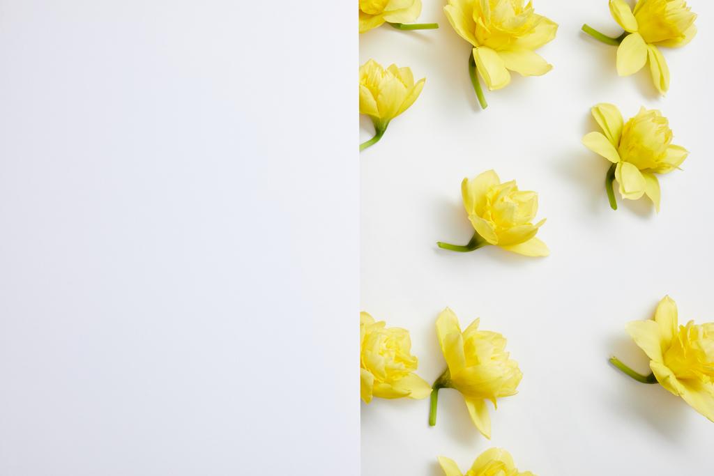 Ansicht von oben mit gelben Narzissenblüten auf geteiltem Hintergrund  - Foto, Bild