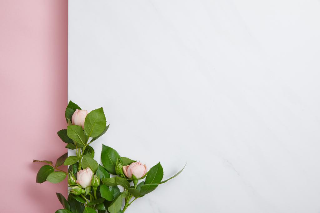 ylhäältä näkymä valkoisia ruusuja vihreät lehdet vaaleanpunainen ja valkoinen tausta
  - Valokuva, kuva