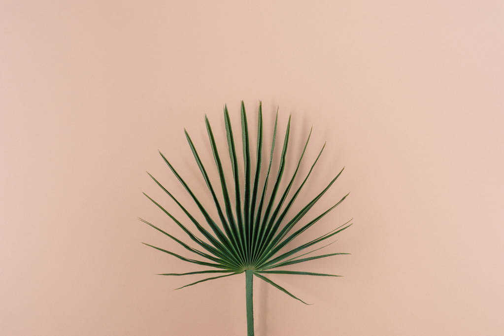 Пальмовий лист на кольоровому фоні
 - Фото, зображення