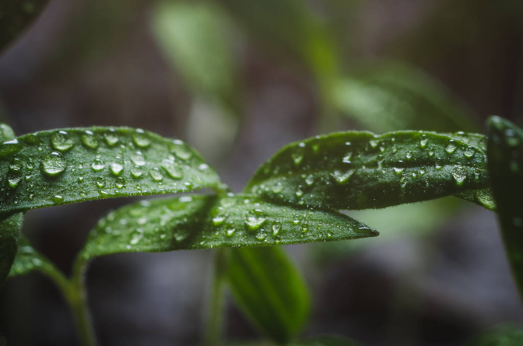Σπορόφυτα Τομάτα με σταγονίδια νερού πάνω στα φύλλα - Φωτογραφία, εικόνα