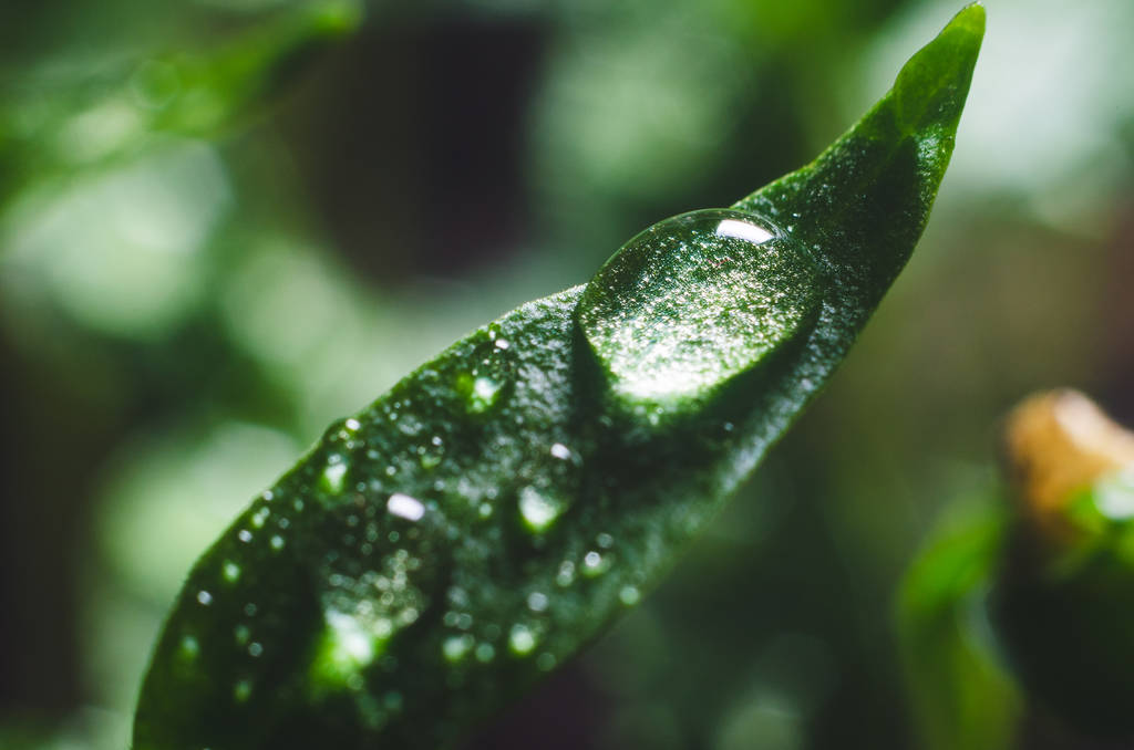 Семена перца с капельками воды на листьях
 - Фото, изображение