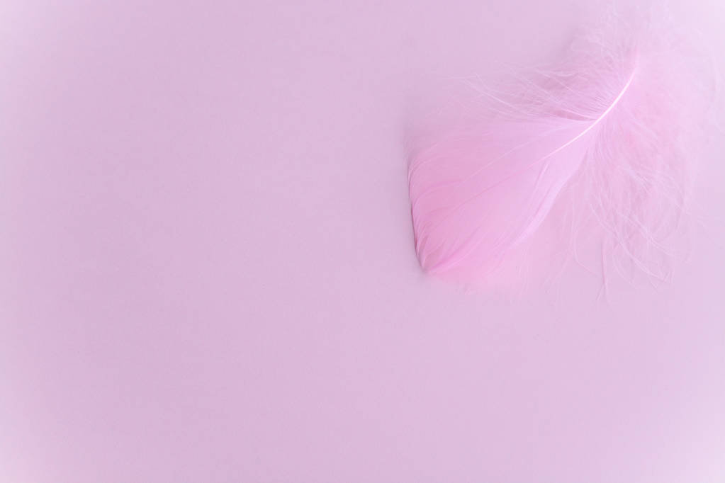 rosa Hintergrund mit einer Feder. - Foto, Bild
