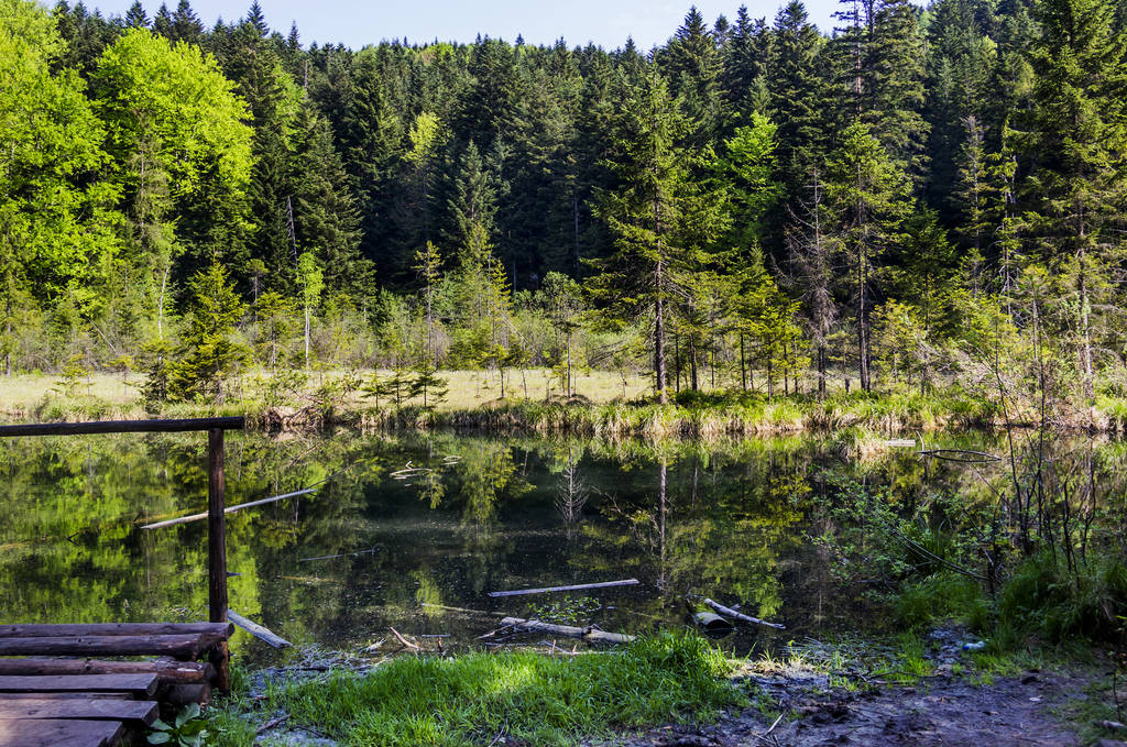 Jezioro w lesie - Zdjęcie, obraz