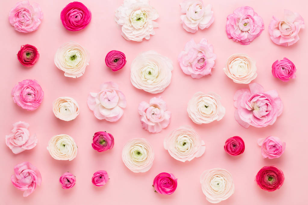 Flores de ranúnculo coloridas bonitas em um fundo rosa. Spri...
 - Foto, Imagem