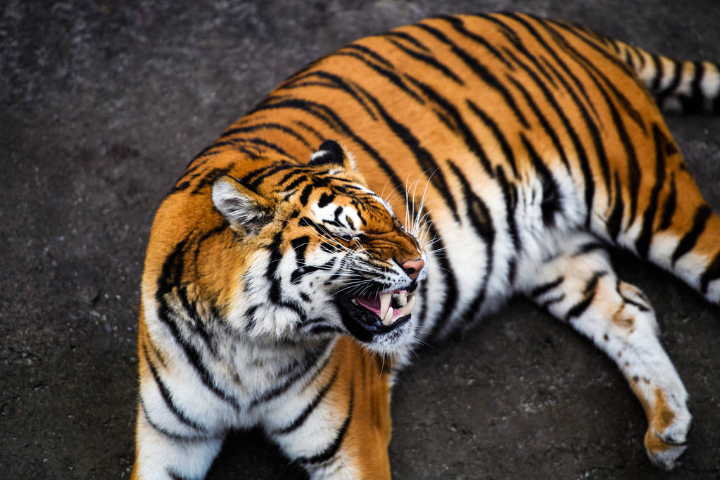 Beau tigre Amour sur fond
 - Photo, image