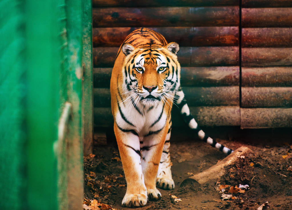 Piękny tygrys amur na tle - Zdjęcie, obraz