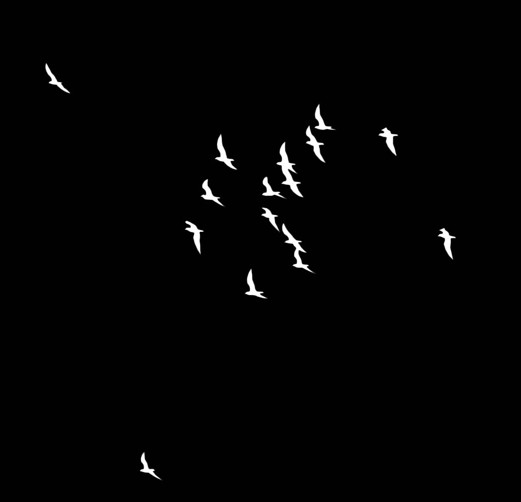 a flock of birds on a black background - Photo, Image