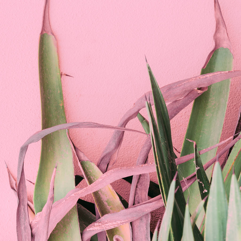 Φυτά για την έννοια της ροζ μόδας. Αλόη σε ροζ φόντο τοίχο - Φωτογραφία, εικόνα