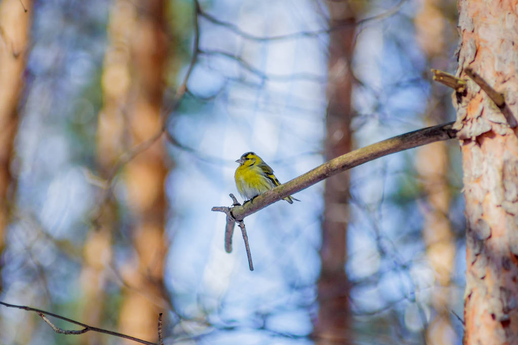 Czyż głodne dziki ptak na drzewie w lesie wiosna - Zdjęcie, obraz