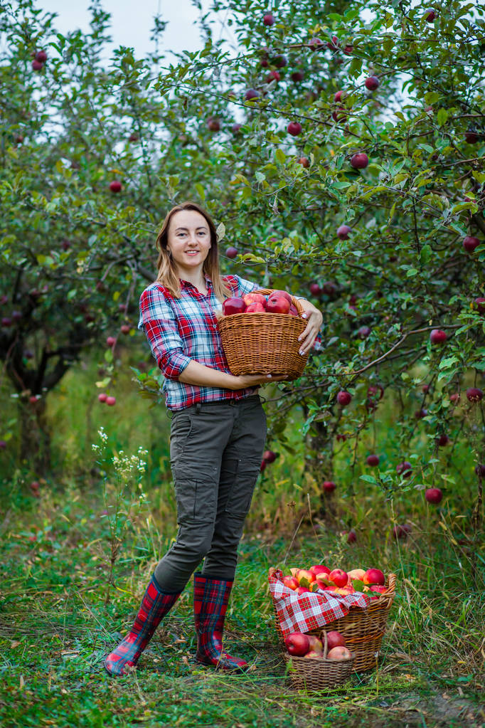 Woman with a basket full of red apples in the garden. - Photo, Image