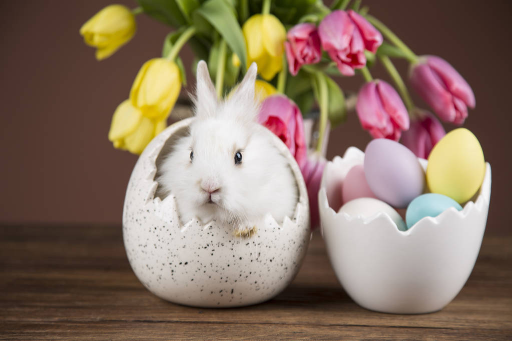 Пасхальний кролик в шкаралупі яєць. Барвисті тюльпани
 - Фото, зображення