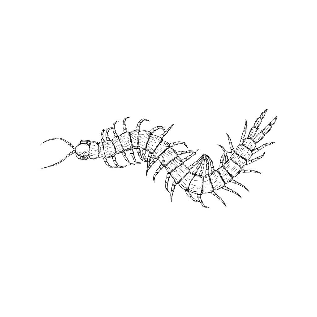 Centipede ilustração, desenho desenhado à mão
. - Vetor, Imagem