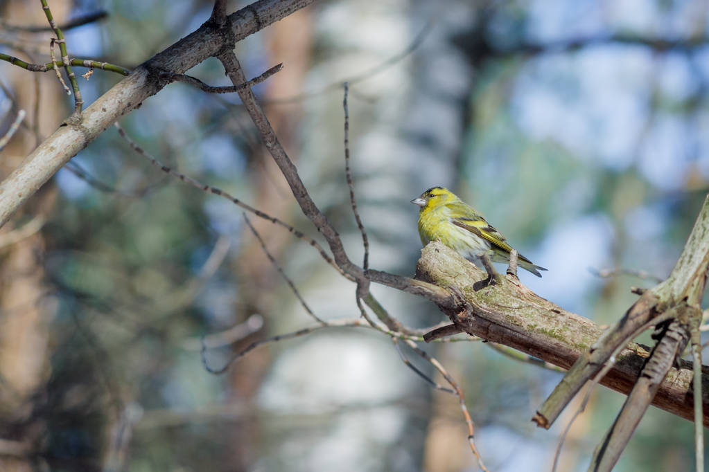 bahar ormandaki bir ağaç üzerinde aç yabani kuş iskete - Fotoğraf, Görsel