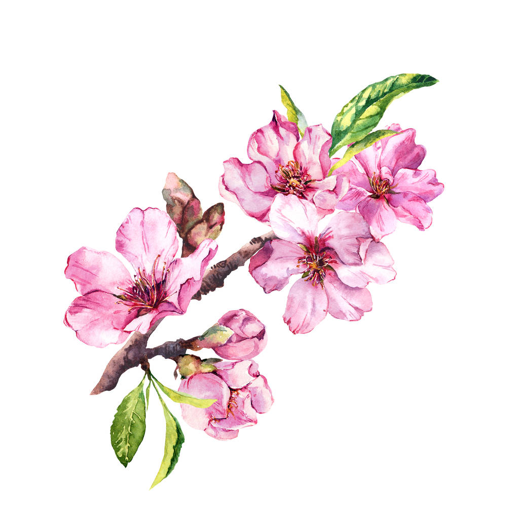 Весенние цветы, цветущая розовая сакура, вишня весной. Акварель
 - Фото, изображение
