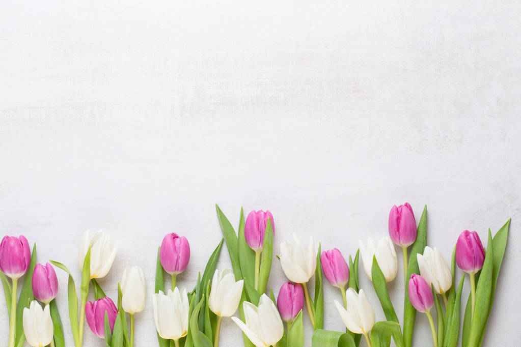 Wiosna z życzeniami, pastelowych kolorów tulipanów na szarym tle - Zdjęcie, obraz