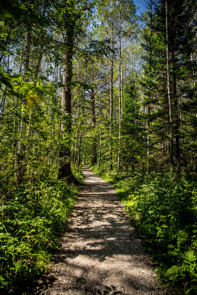 sentier dans la forêt - Photo, image