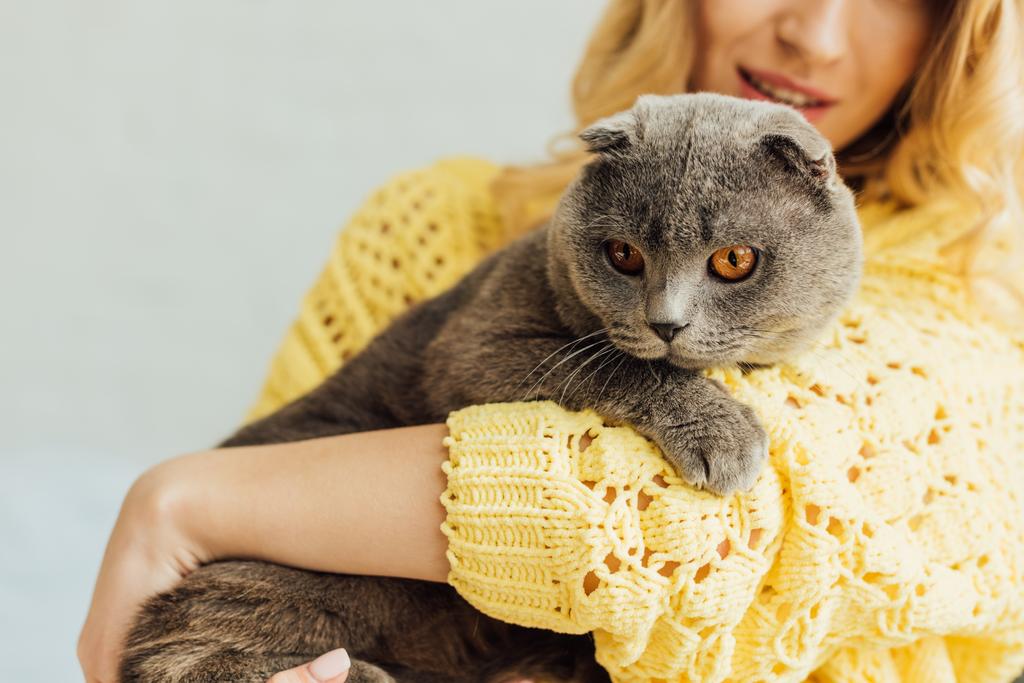 vista ritagliata di ragazza in maglia maglione abbracciando adorabile scozzese piega gatto a casa
 - Foto, immagini