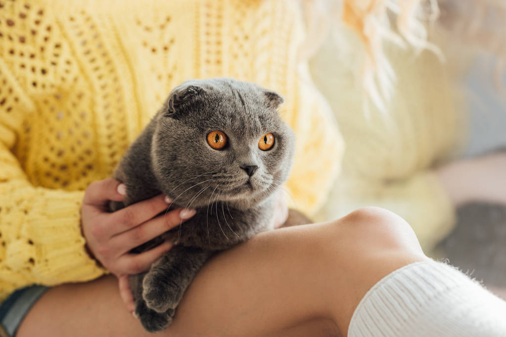 bijgesneden weergave van jonge vrouw in gebreide trui bedrijf cute Schotse fold Cat at Home - Foto, afbeelding