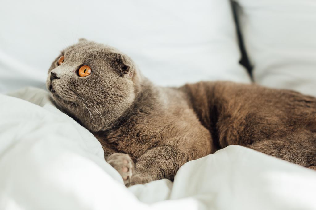 selective focus of cute scottish fold cat lying in bed at home - Photo, Image