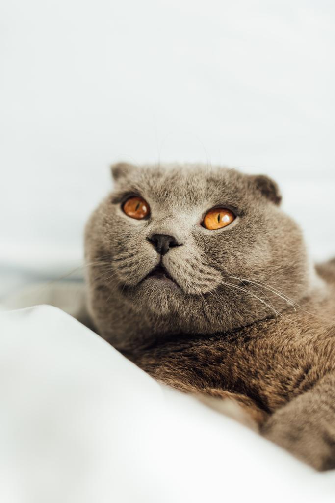вибірковий фокус чарівної сірої шотландської складчастої кішки, що лежить в ліжку і дивиться геть
 - Фото, зображення