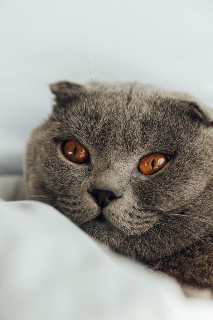 Close-up van adorable Grey Scottish Fold Cat thuis - Foto, afbeelding