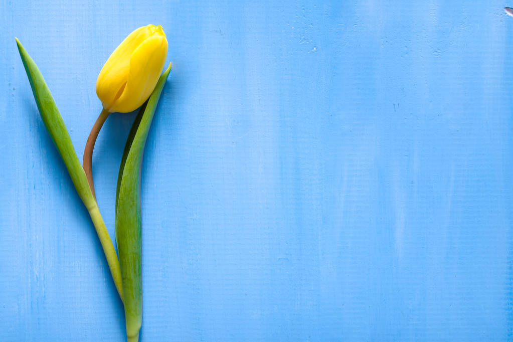 Весенний пасхальный желтый тюльпан на голубом фоне
 - Фото, изображение