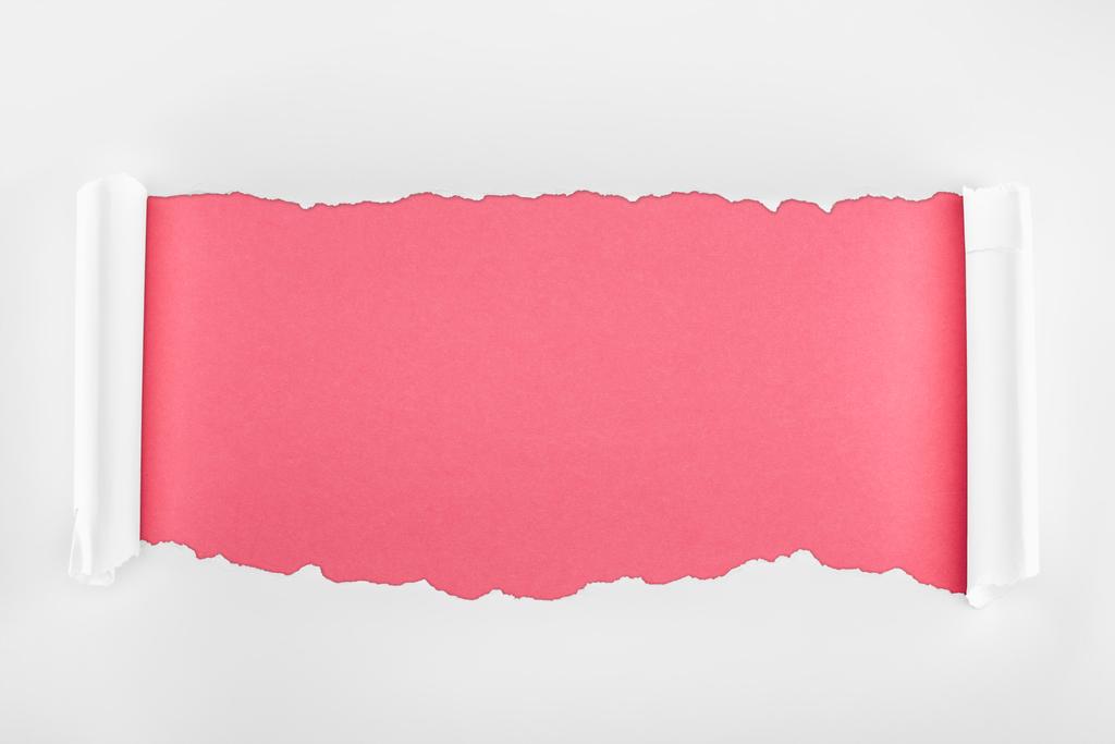 ripped white textured paper with curl edges on pink background  - Photo, Image