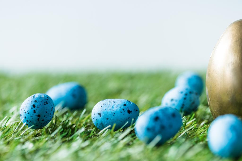selektywne skupienie Złotego jaja kurze, i niebieskie Jaja przepiórcze na zielonej trawie powierzchni - Zdjęcie, obraz