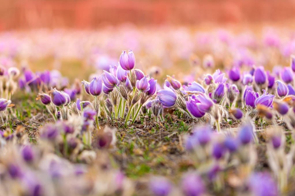 大きいために、オキナグサの花 (Pulsatilla グランディス) 水で低下すると、「Kamenn vrch - Koniklecov ・ ルカ」、ブルノ市, チェコ共和国, ヨーロッパの自然保護区。雨の後晴れた 3 月日。美春花 - 写真・画像