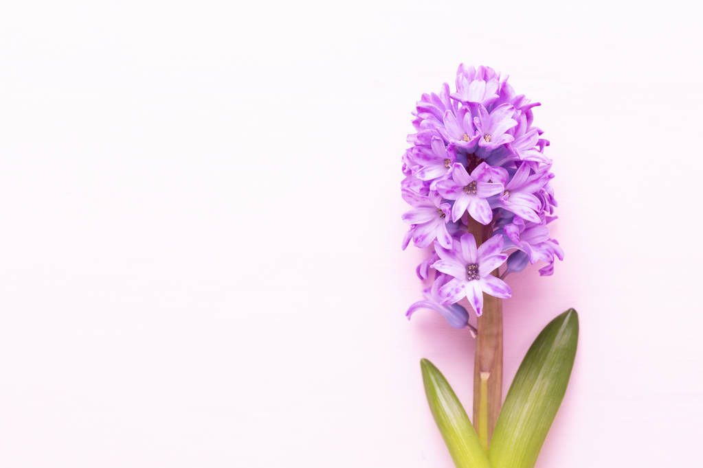 De samenstelling van de bloemen met hyacinten. Lentebloemen kleur achterop - Foto, afbeelding