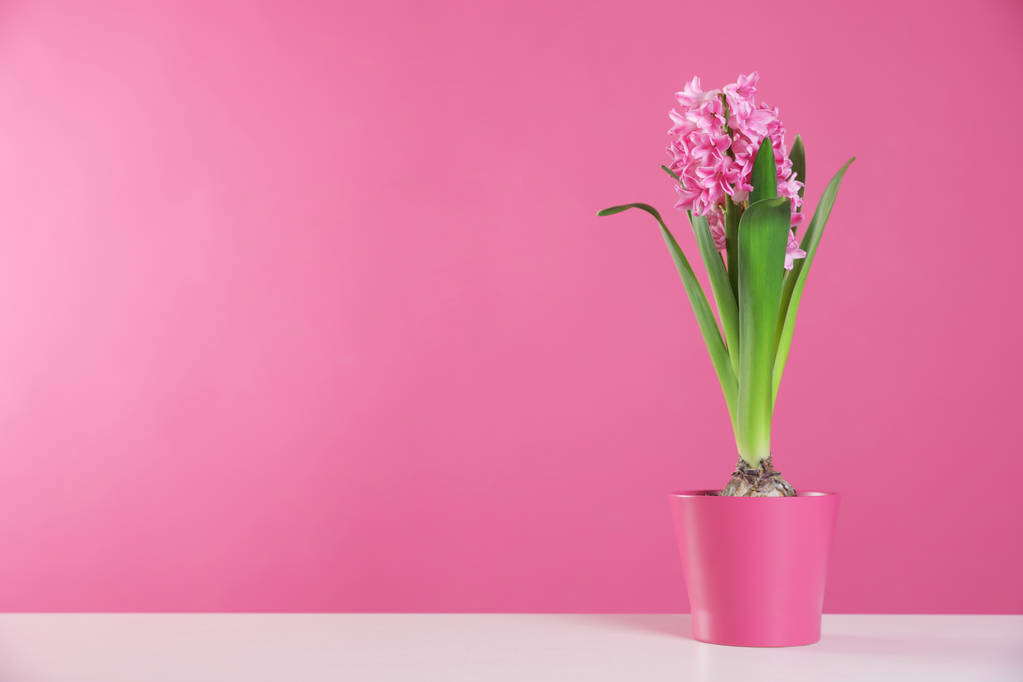 Güzel sümbül renk arka plan, metin için yer karşı masada tencerede. Bahar çiçek - Fotoğraf, Görsel