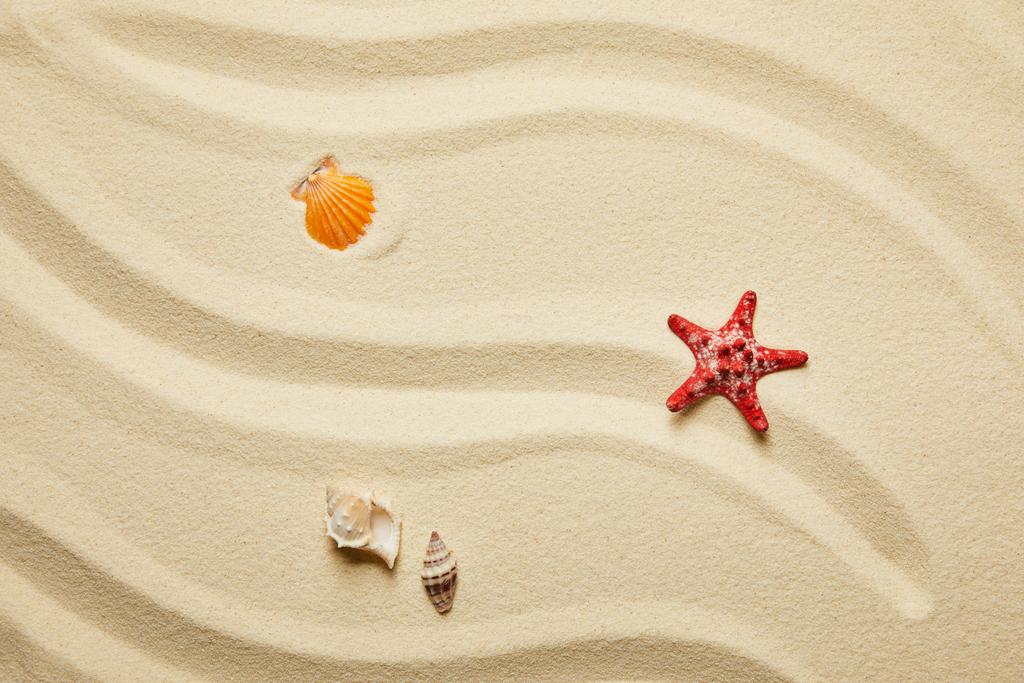 top view of red starfish and seashells on sandy beach in summertime - Photo, Image