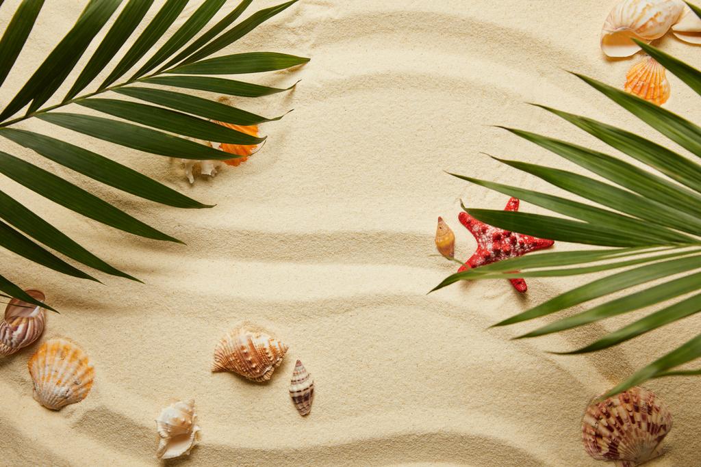 ylhäältä näkymä vihreät palmunlehdet lähellä punainen meritähti ja simpukat hiekkarannalla
  - Valokuva, kuva