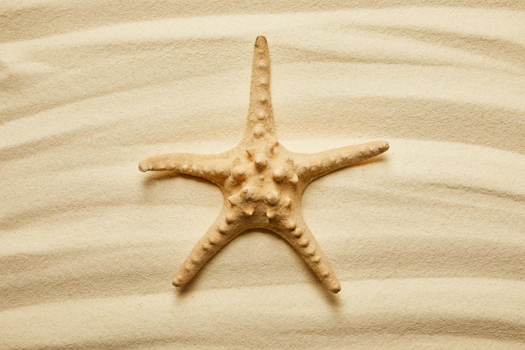 żółte rozgwiazdy na złocistej piaszczystej plaży w okresie letnim  - Zdjęcie, obraz
