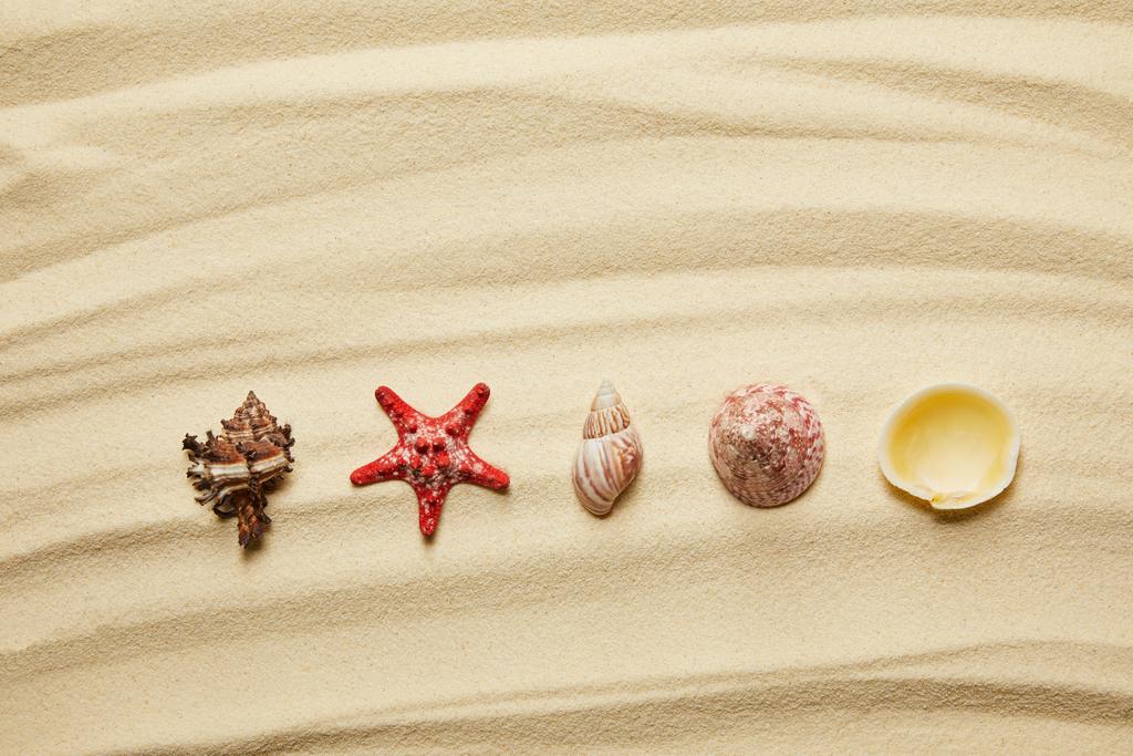 夏の砂浜の貝殻と赤いヒトデの平らな横たわっ ロイヤリティフリー写真 画像素材