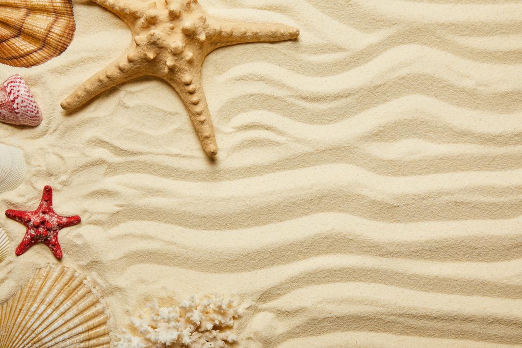 Widok z góry czerwonych i żółtych rozgwiazdy, muszle i koralowców na piaszczystej plaży w okresie letnim  - Zdjęcie, obraz