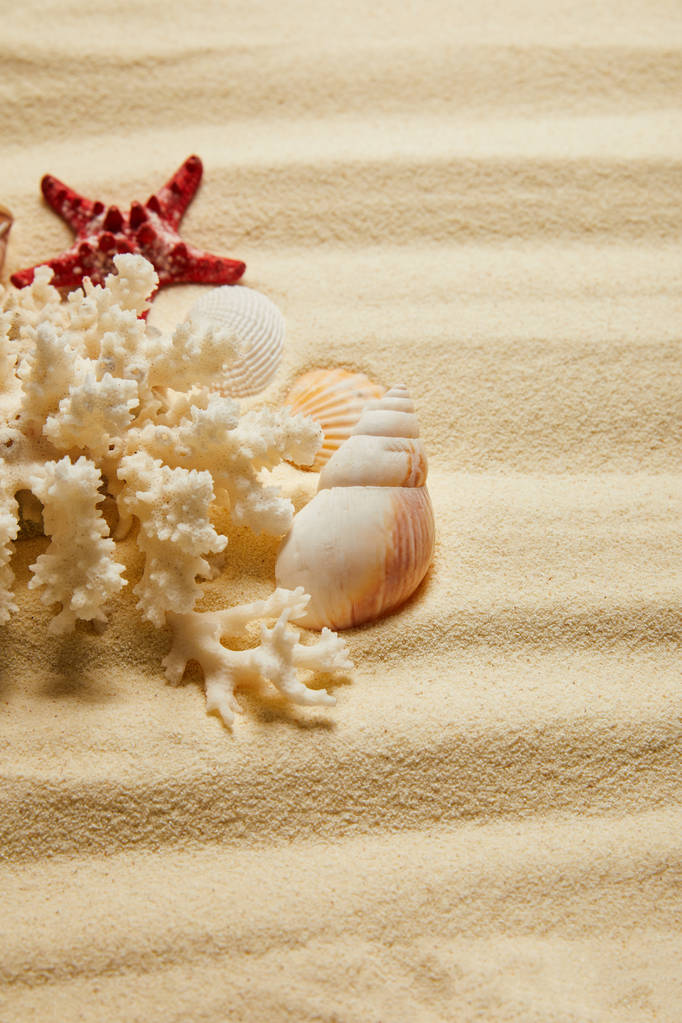 κοχύλια κοντά σε λευκά κοράλλια και αστερίες στην αμμώδη παραλία το καλοκαίρι  - Φωτογραφία, εικόνα