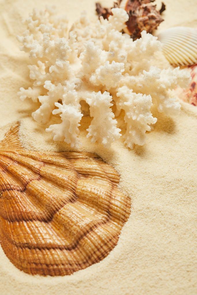 селективний фокус черепашки біля білого коралу на пляжі в літній час
  - Фото, зображення