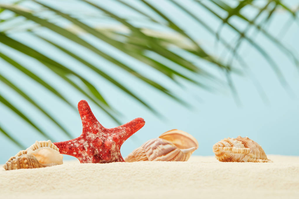 selective focus of red starfish and seashells on sandy beach near green palm leaves on blue - Photo, Image