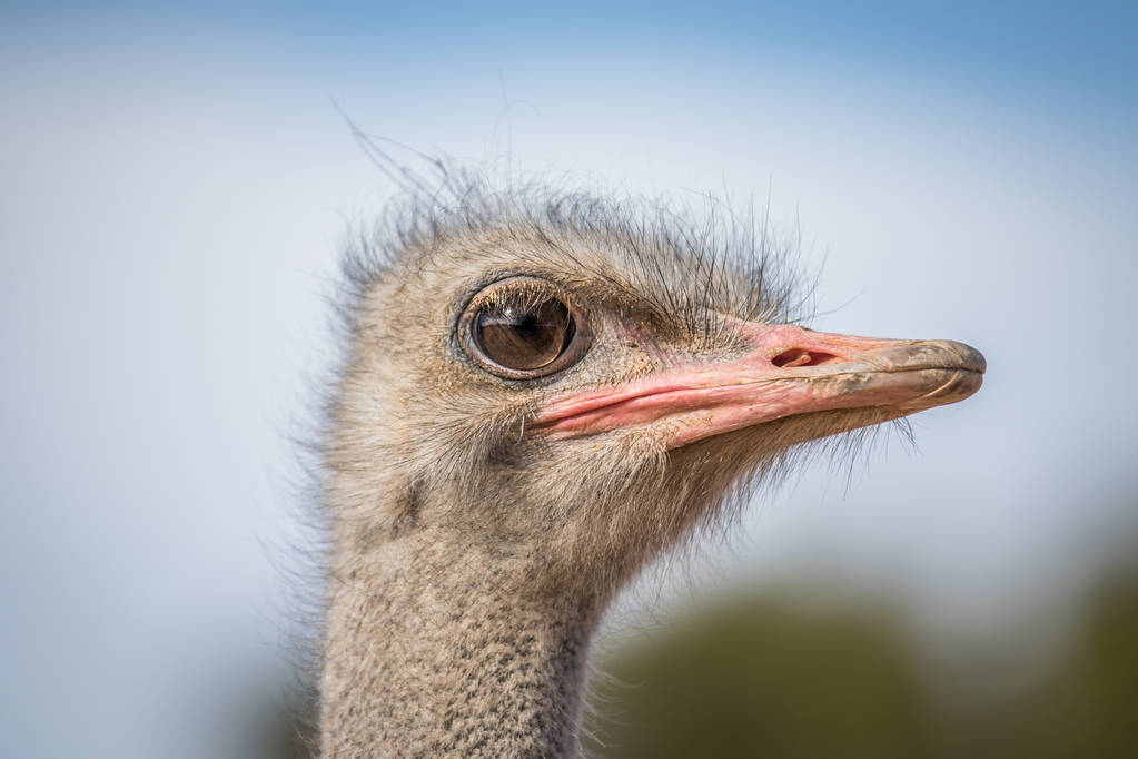 Close up of an Ostrich head in Africa. - Photo, Image