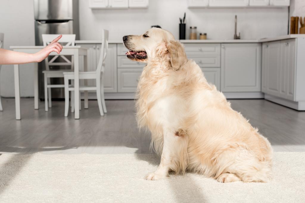cropped view of woman training cute golden retriever in kitchen  - Photo, Image