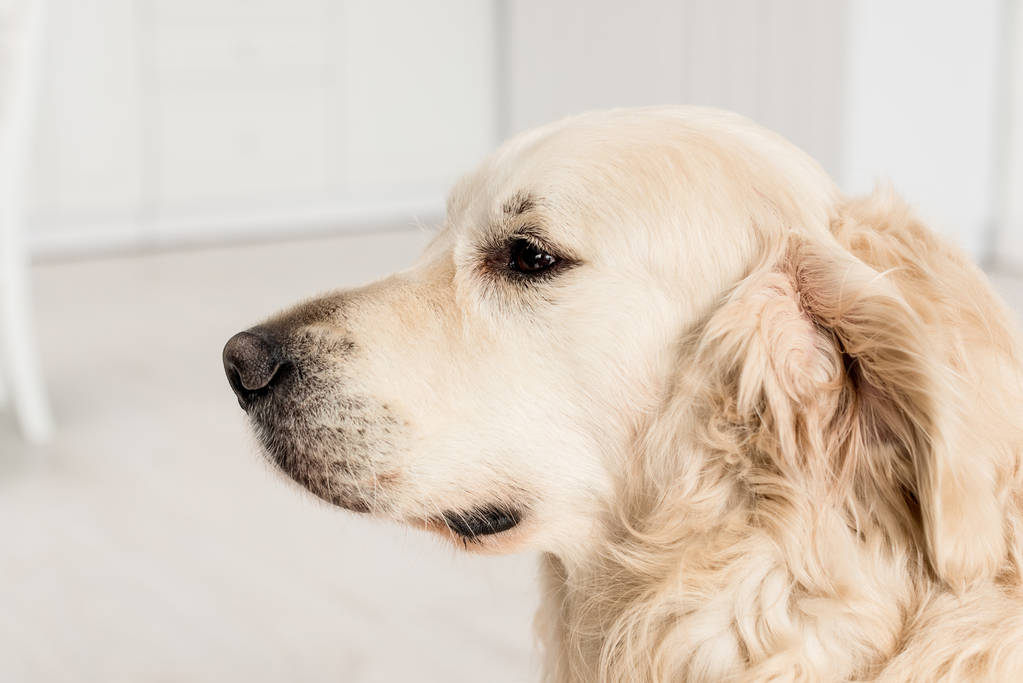 side view of cute golden retriever looking away in apartment  - Photo, Image