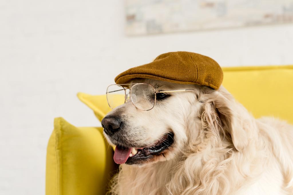 śmieszne, ładny, ładny złoty pies myśliwski w czapkę i okulary  - Zdjęcie, obraz