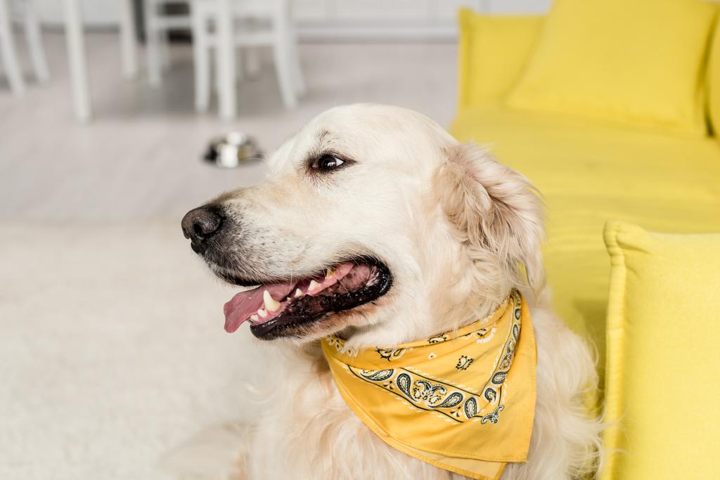 ładny złoty pies myśliwski w jasne szalik odwracając się w mieszkaniu  - Zdjęcie, obraz