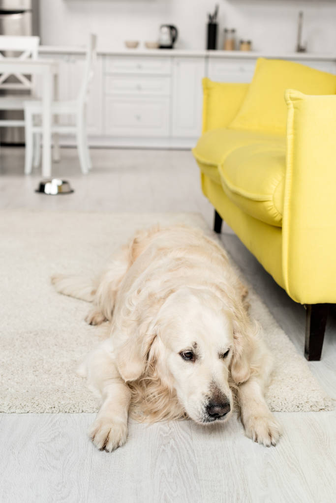 Ładny pies leżący na podłodze i odwracając w kuchni  - Zdjęcie, obraz