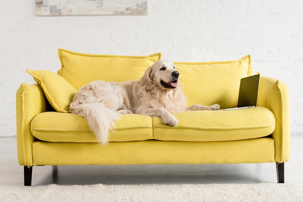  aranyos golden retriever feküdt sárga kanapé, laptop, lakás   - Fotó, kép